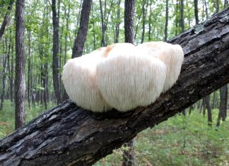 Unveiling the Wonders of Lion's Mane Mushrooms