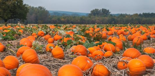 Pumpkin Farms in Ontario - Harvesting the Season's Joy