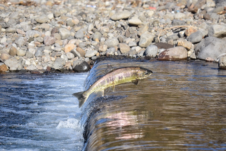 Enigmatic Salmon Run in Port Hope