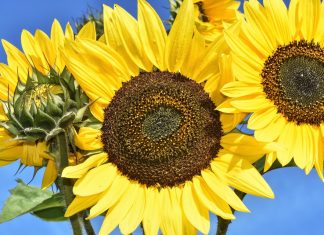 Humble food super rich in 12 essential nutrients
