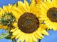 Humble food super rich in 12 essential nutrients