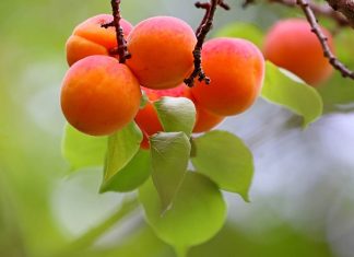 Are dried apricots the secret of Hunza people longevity?