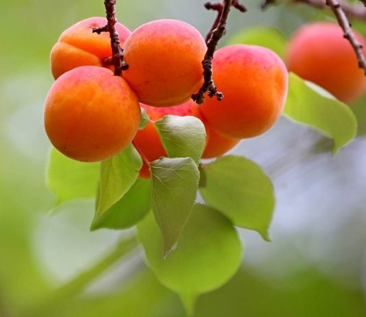 Are dried apricots the secret of Hunza people longevity?