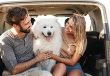 Travelling from Canada to U.S. by Car with Pets