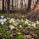 15 Magical places to see trillium blooms in Ontario 15 Magical places to see trillium blooms in Ontario