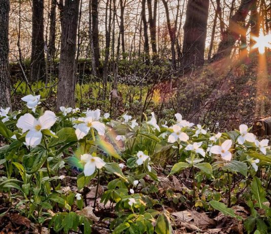 15 Magical places to see trillium blooms in Ontario